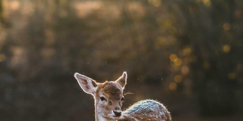 学运通实战案例解析：从科学学业规划到顶尖名校录取，成功家庭的共同选择